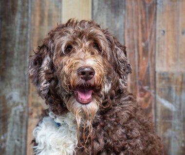 İzole edilmiş bir arka planda şirin bir köpeğin stüdyo çekimi.