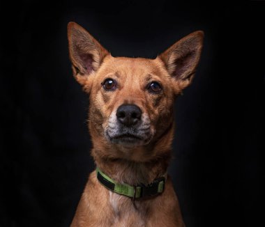 Stüdyoda izole edilmiş bir arka planda çekilmiş şirin bir köpek fotoğrafı.