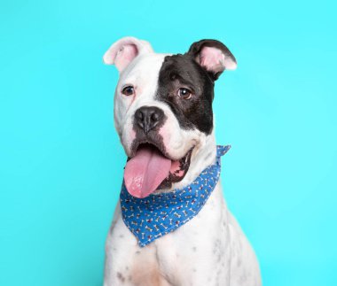 İzole edilmiş bir arka planda şirin bir köpeğin stüdyo çekimi.