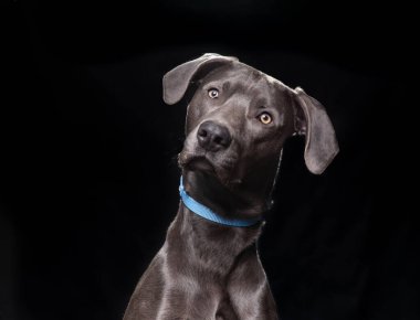 İzole edilmiş bir arka planda şirin bir köpeğin stüdyo çekimi. 