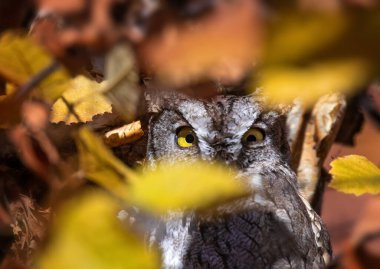 Doğal ortamda bir ağaca sıkıştırılmış Batı cırtlak baykuşu.
