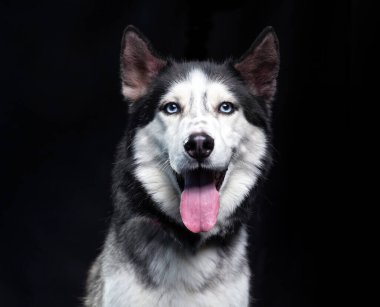 İzole edilmiş bir arka planda şirin bir köpeğin stüdyo çekimi. 
