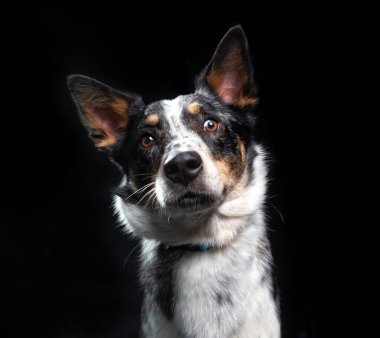 İzole edilmiş bir arka planda şirin bir köpeğin stüdyo çekimi. 