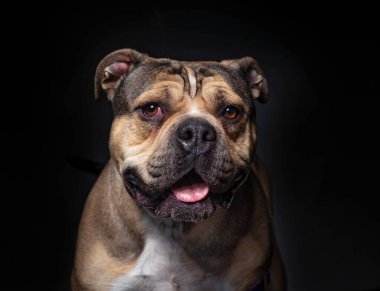 İzole edilmiş bir arka planda şirin bir köpeğin stüdyo çekimi. 