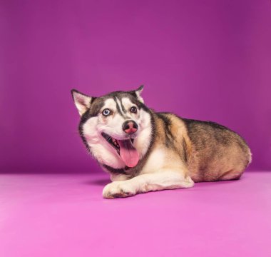 İzole edilmiş bir arka planda şirin bir köpeğin stüdyo çekimi.