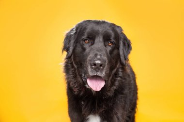 İzole edilmiş bir arka planda şirin bir köpeğin stüdyo çekimi. 