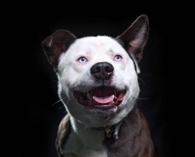 İzole edilmiş bir arka planda şirin bir köpeğin stüdyo çekimi. 