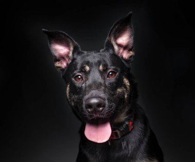 İzole edilmiş bir arka planda şirin bir köpeğin stüdyo çekimi.