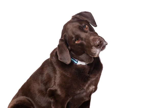 Studioaufnahme Eines Niedlichen Hundes Auf Isoliertem Hintergrund — Stockfoto