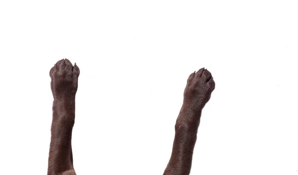 Pohled Shora Psí Nohy Roztažené Izolovaném Bílém Pozadí — Stock fotografie