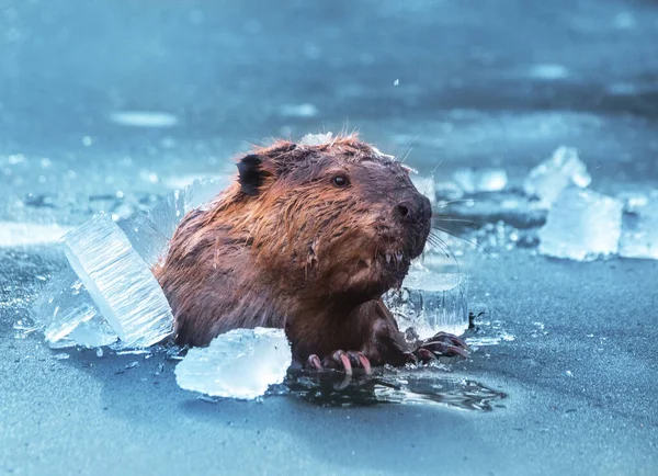 Brown Beaver Breaking Thick Ice Pond — Stock Photo, Image