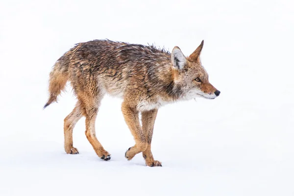 大自然中一只野狼的美丽照片 — 图库照片