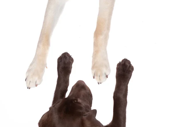 独立した白い背景に犬の足の上からの眺めは — ストック写真