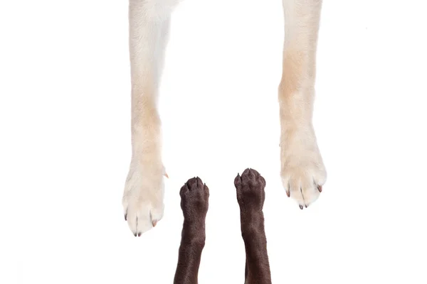 Πάνω Όψη Των Ποδιών Του Σκύλου Απλώνονται Ένα Απομονωμένο Λευκό — Φωτογραφία Αρχείου