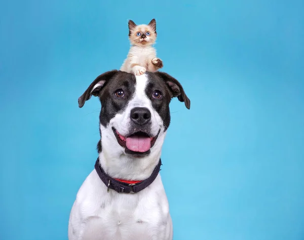 Estúdio Tiro Cão Bonito Com Gatinho Sua Cabeça Fundo Isolado — Fotografia de Stock