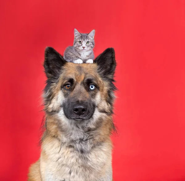 Studio Záběr Roztomilého Psa Koťátkem Hlavě Izolovaném Pozadí — Stock fotografie