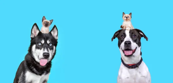 Studio Shot Δύο Χαριτωμένα Σκυλιά Ένα Γατάκια Στο Κεφάλι Τους — Φωτογραφία Αρχείου