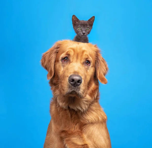 Estúdio Tiro Cão Bonito Com Gatinho Sua Cabeça Fundo Isolado — Fotografia de Stock