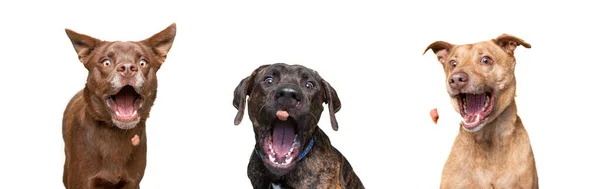 Студийный Снимок Милых Собак Ловящих Угощения Изолированном Фоне — стоковое фото