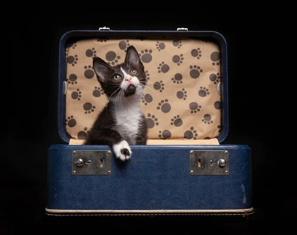 小さなスーツケースに座っている小さな子猫のスタジオショット — ストック写真