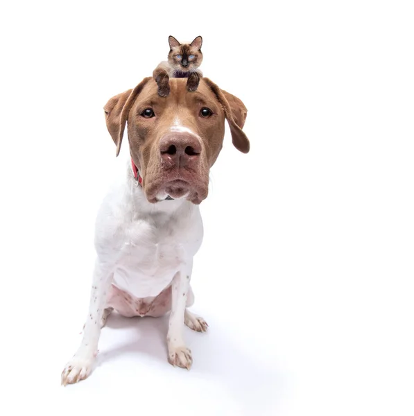 摄影棚拍摄的是一只可爱的狗 它头上顶着一只小猫 背景偏僻 — 图库照片