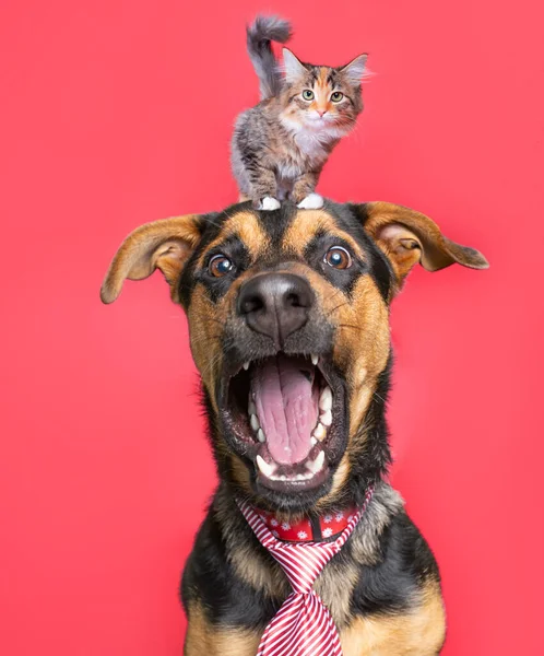 孤立した背景の上に子猫の頭を持つかわいい犬のスタジオショット — ストック写真