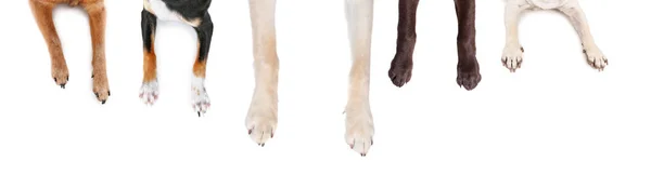 Πάνω Όψη Των Ποδιών Του Σκύλου Απλώνονται Ένα Απομονωμένο Λευκό — Φωτογραφία Αρχείου