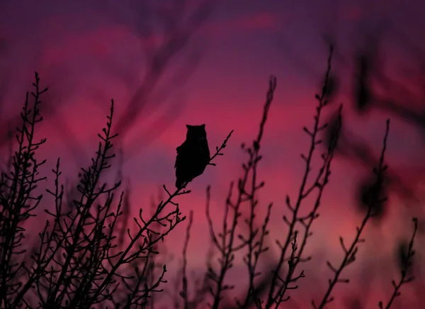 夕暮れ時に枝に座っている大きな角のついたフクロウのシルエットです — ストック写真