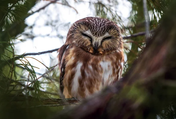 Northern Saw Whet Owl Natural Environment — Fotografia de Stock