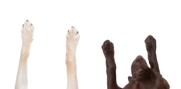 Bovenaanzicht Van Hondenpoten Uitgestrekt Een Geïsoleerde Witte Achtergrond — Stockfoto