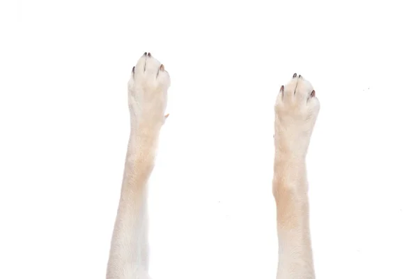 Pohled Shora Psí Nohy Roztažené Izolovaném Bílém Pozadí — Stock fotografie