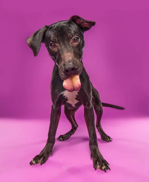 Студійний Знімок Милого Собаки Ізольованому Фоні — стокове фото