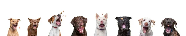Skydd Hundar Isolerad Bakgrund Studio Skott Fånga Behandlar — Stockfoto