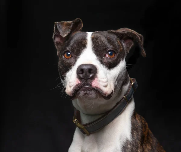 Studio Záběr Roztomilý Pes Nosí Šátek Izolované Hstudio Záběr Roztomilého — Stock fotografie
