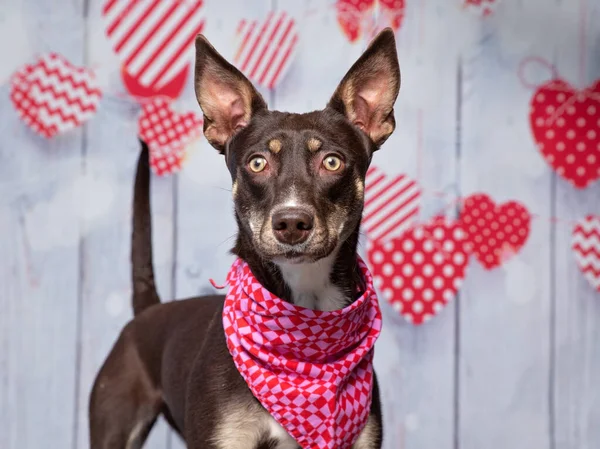 Studio Záběr Roztomilý Pes Nosí Šátek Izolované Srdce Valentýna Pozadí — Stock fotografie