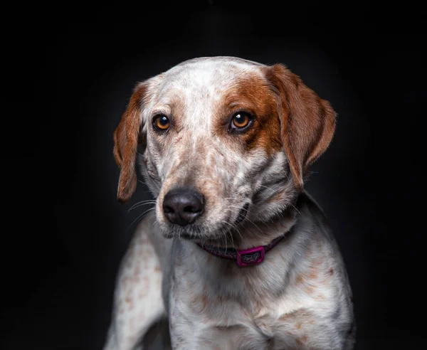 Студийный Снимок Милой Собаки Изолированном Фоне — стоковое фото