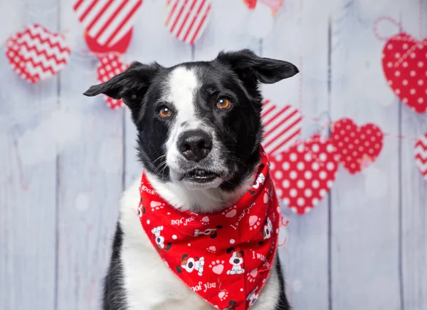 Sevgililer Günü Arkaplanındaki Sevimli Bir Köpeğin Stüdyo Fotoğrafı — Stok fotoğraf