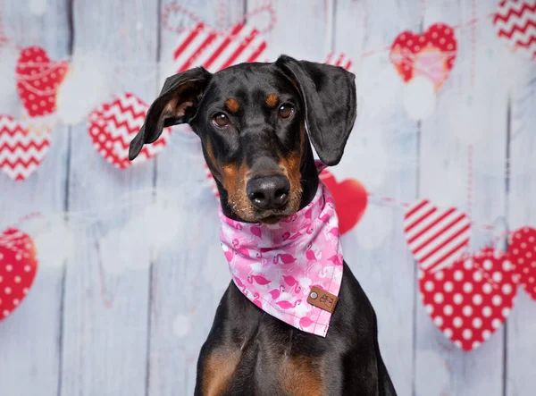 摄影棚拍摄的是一只可爱的狗 在情人节背景下 带着头巾在孤独的心脏上玩耍 — 图库照片