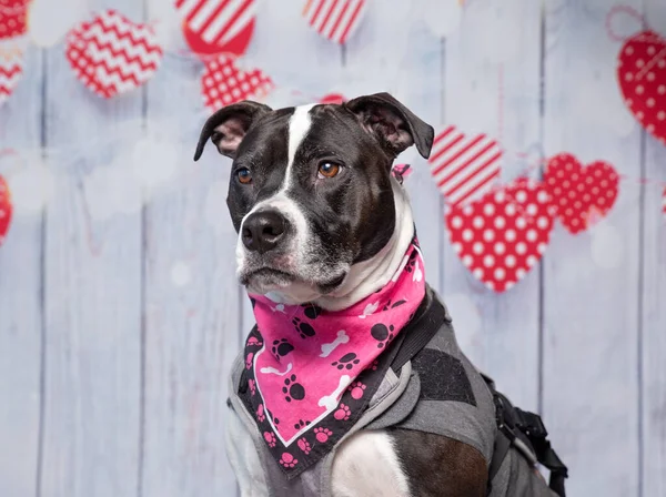 Estudio Disparo Lindo Perro Aislado Corazón San Valentín Fondo Del —  Fotos de Stock