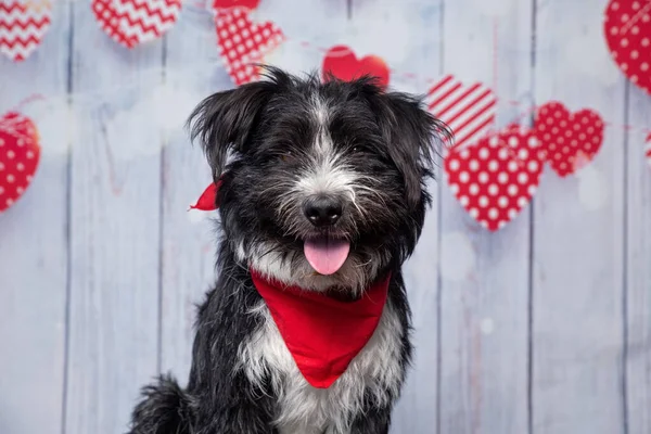 Toma Estudio Lindo Perro Con Pañuelo Fondo Corazón Aislado San —  Fotos de Stock