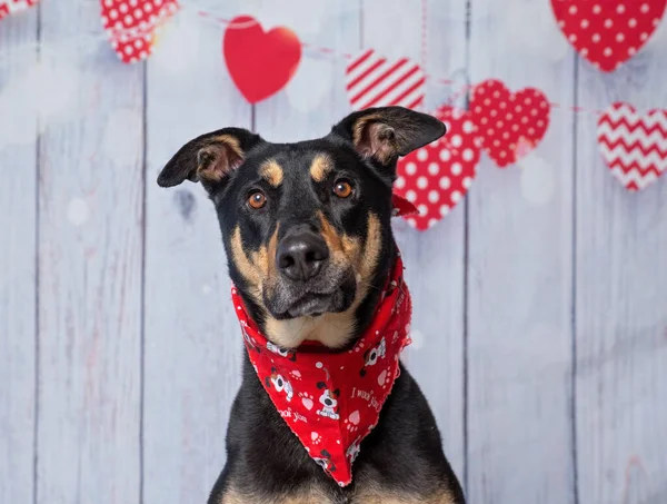 Студійний Знімок Милого Собаки Бандані Ізольованому Фоні Дня Серця Валентина — стокове фото