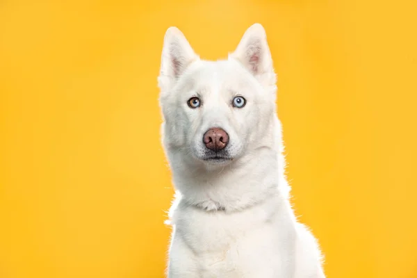 Studioaufnahme Eines Niedlichen Hundes Auf Isoliertem Hintergrund — Stockfoto