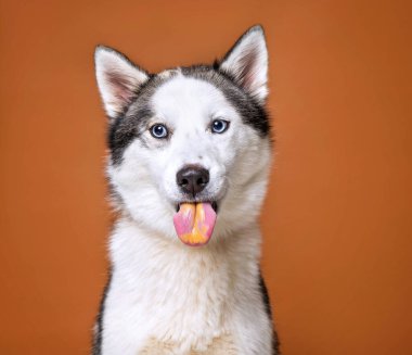 İzole bir arka planda sevimli bir köpek. 