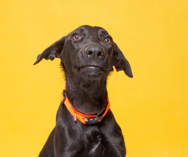 İzole bir arka planda sevimli bir köpek. 