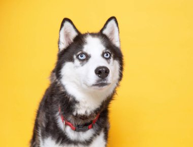 İzole bir arka planda sevimli bir köpek. 