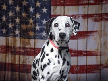 Amerikan bayrağında sevimli bir köpek. 