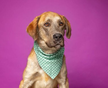 İzole bir arka planda sevimli bir köpek. 