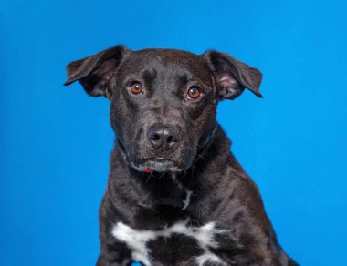 İzole bir arka planda sevimli bir köpek. 