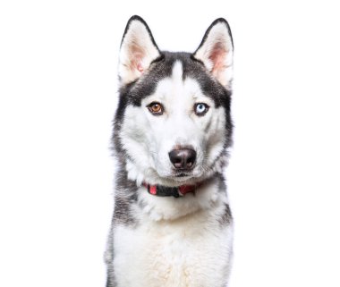 İzole bir arka planda sevimli bir köpek. 