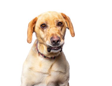 İzole bir arka planda sevimli bir köpek. 